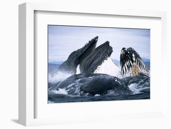 Humpback Whale feeding (Megaptera novaeangliae). Frederick Sd, S. E. Alaska-Duncan Murrell-Framed Photographic Print