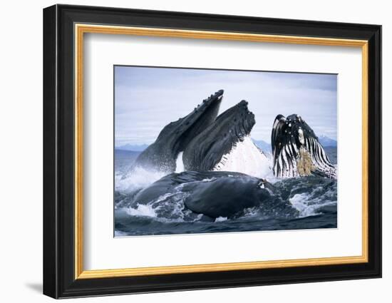 Humpback Whale feeding (Megaptera novaeangliae). Frederick Sd, S. E. Alaska-Duncan Murrell-Framed Photographic Print