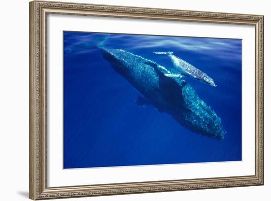 Humpback Whale Female and Her Week-Old Calf Tonga-null-Framed Photographic Print