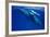 Humpback Whale Female and Her Week-Old Calf Tonga-null-Framed Photographic Print