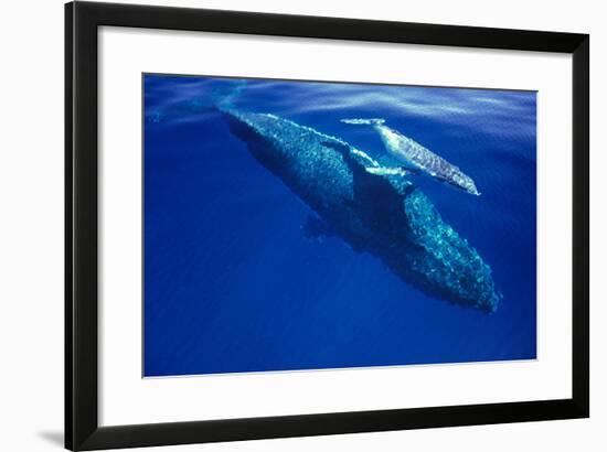 Humpback Whale Female and Her Week-Old Calf Tonga-null-Framed Photographic Print