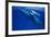 Humpback Whale Female and Her Week-Old Calf Tonga-null-Framed Photographic Print