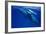 Humpback Whale Female and Her Week-Old Calf Tonga-null-Framed Photographic Print