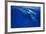 Humpback Whale Female and Her Week-Old Calf Tonga-null-Framed Photographic Print