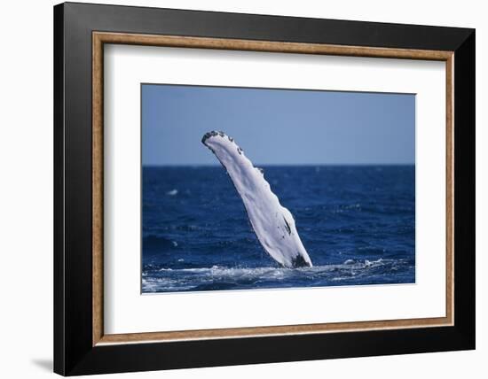 Humpback Whale Flipper Slapping-DLILLC-Framed Photographic Print