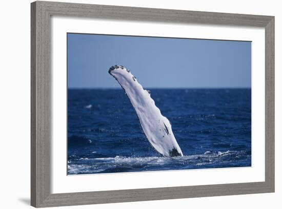 Humpback Whale Flipper Slapping-DLILLC-Framed Photographic Print
