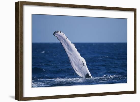 Humpback Whale Flipper Slapping-DLILLC-Framed Photographic Print