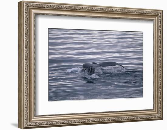 Humpback Whale Fluke-DLILLC-Framed Photographic Print