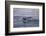 Humpback Whale Fluke-DLILLC-Framed Photographic Print