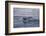 Humpback Whale Fluke-DLILLC-Framed Photographic Print