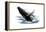 Humpback Whale - Icon-Lantern Press-Framed Stretched Canvas