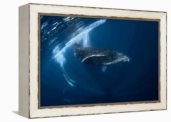 Humpback Whale in Active Group-Barathieu Gabriel-Framed Premier Image Canvas