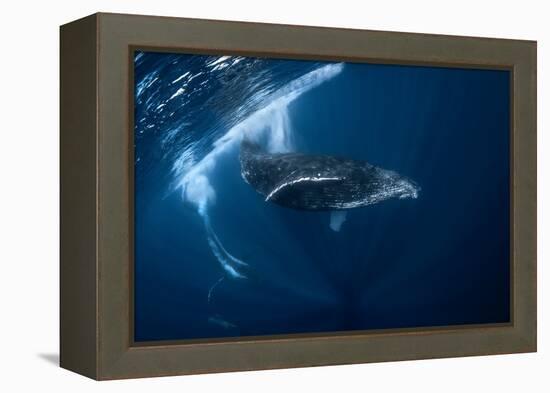 Humpback Whale in Active Group-Barathieu Gabriel-Framed Premier Image Canvas