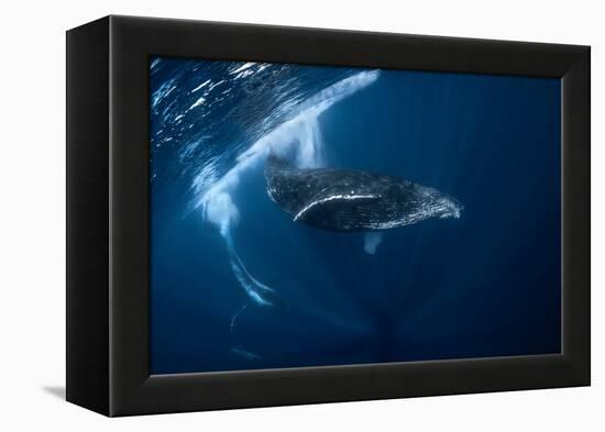 Humpback Whale in Active Group-Barathieu Gabriel-Framed Premier Image Canvas