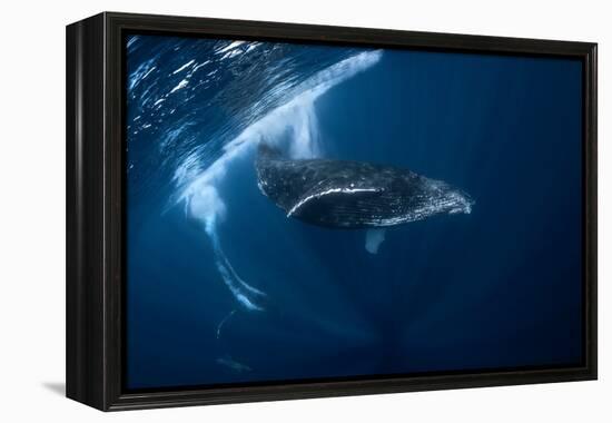 Humpback Whale in Active Group-Barathieu Gabriel-Framed Premier Image Canvas