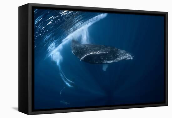 Humpback Whale in Active Group-Barathieu Gabriel-Framed Premier Image Canvas