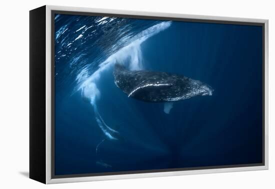 Humpback Whale in Active Group-Barathieu Gabriel-Framed Premier Image Canvas