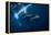 Humpback Whale in Active Group-Barathieu Gabriel-Framed Premier Image Canvas