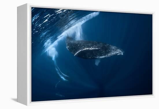 Humpback Whale in Active Group-Barathieu Gabriel-Framed Premier Image Canvas