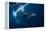 Humpback Whale in Active Group-Barathieu Gabriel-Framed Premier Image Canvas