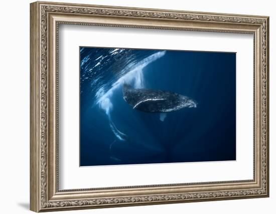 Humpback Whale in Active Group-Barathieu Gabriel-Framed Photographic Print