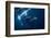 Humpback Whale in Active Group-Barathieu Gabriel-Framed Photographic Print