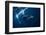 Humpback Whale in Active Group-Barathieu Gabriel-Framed Photographic Print