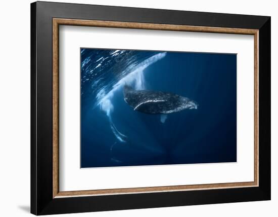 Humpback Whale in Active Group-Barathieu Gabriel-Framed Photographic Print