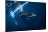 Humpback Whale in Active Group-Barathieu Gabriel-Mounted Photographic Print