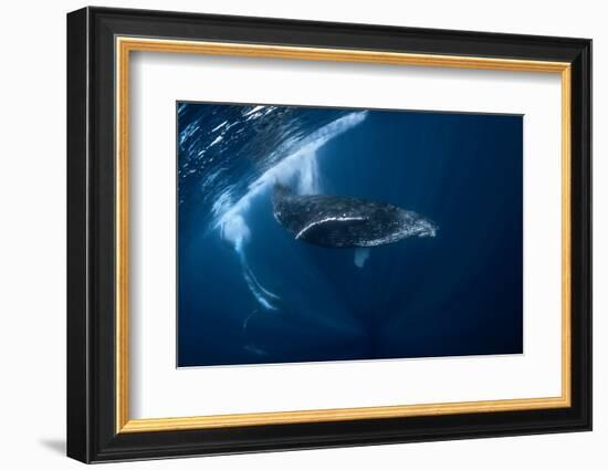 Humpback Whale in Active Group-Barathieu Gabriel-Framed Photographic Print