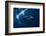 Humpback Whale in Active Group-Barathieu Gabriel-Framed Photographic Print