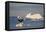 Humpback Whale in Disko Bay in Greenland-Paul Souders-Framed Premier Image Canvas