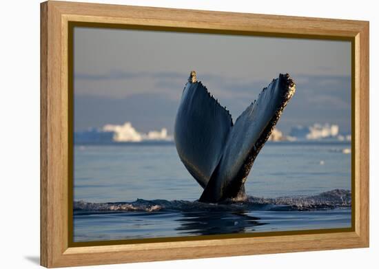 Humpback Whale in Disko Bay in Greenland-Paul Souders-Framed Premier Image Canvas