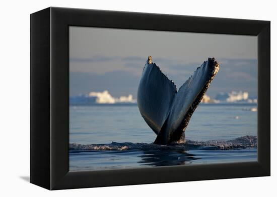 Humpback Whale in Disko Bay in Greenland-Paul Souders-Framed Premier Image Canvas