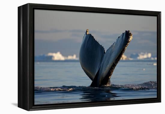 Humpback Whale in Disko Bay in Greenland-Paul Souders-Framed Premier Image Canvas