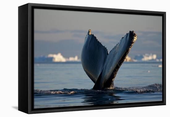 Humpback Whale in Disko Bay in Greenland-Paul Souders-Framed Premier Image Canvas