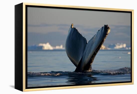 Humpback Whale in Disko Bay in Greenland-Paul Souders-Framed Premier Image Canvas