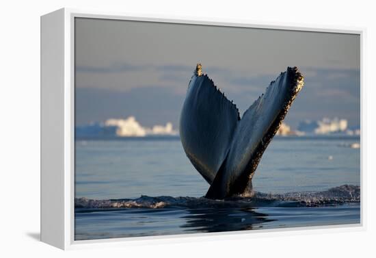 Humpback Whale in Disko Bay in Greenland-Paul Souders-Framed Premier Image Canvas