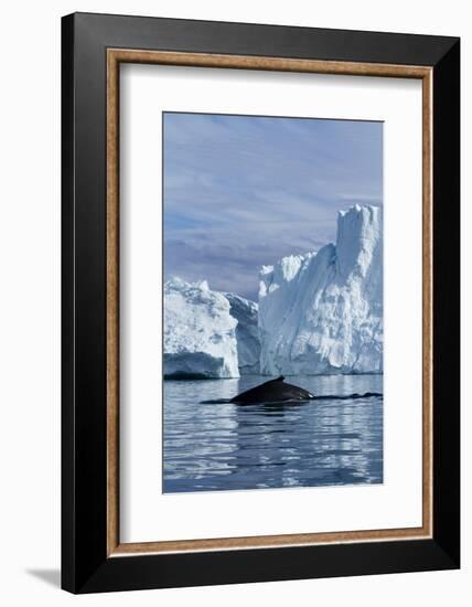 Humpback Whale in Disko Bay in Greenland-Paul Souders-Framed Photographic Print