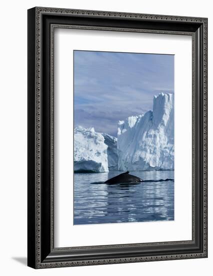 Humpback Whale in Disko Bay in Greenland-Paul Souders-Framed Photographic Print