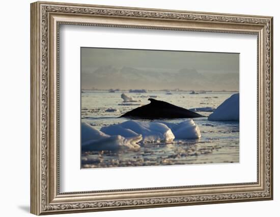 Humpback Whale in Disko Bay in Greenland-Paul Souders-Framed Photographic Print