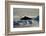 Humpback Whale in Disko Bay in Greenland-Paul Souders-Framed Photographic Print