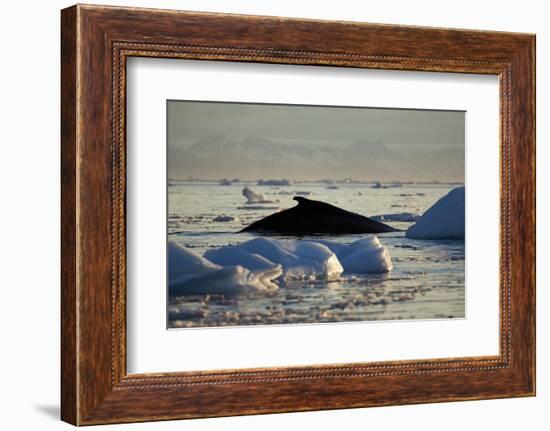 Humpback Whale in Disko Bay in Greenland-Paul Souders-Framed Photographic Print