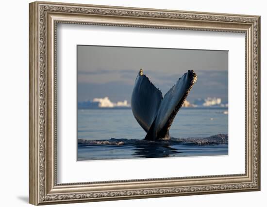 Humpback Whale in Disko Bay in Greenland-Paul Souders-Framed Photographic Print