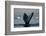 Humpback Whale in Disko Bay in Greenland-Paul Souders-Framed Photographic Print