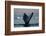 Humpback Whale in Disko Bay in Greenland-Paul Souders-Framed Photographic Print