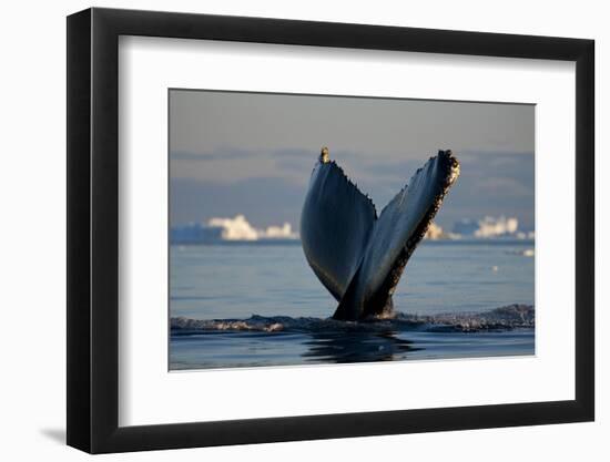 Humpback Whale in Disko Bay in Greenland-Paul Souders-Framed Photographic Print