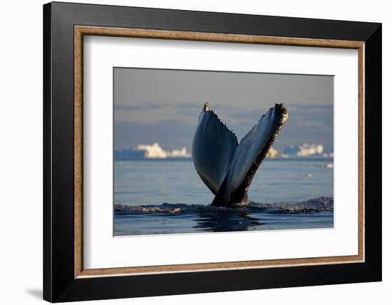 Humpback Whale in Disko Bay in Greenland-Paul Souders-Framed Photographic Print