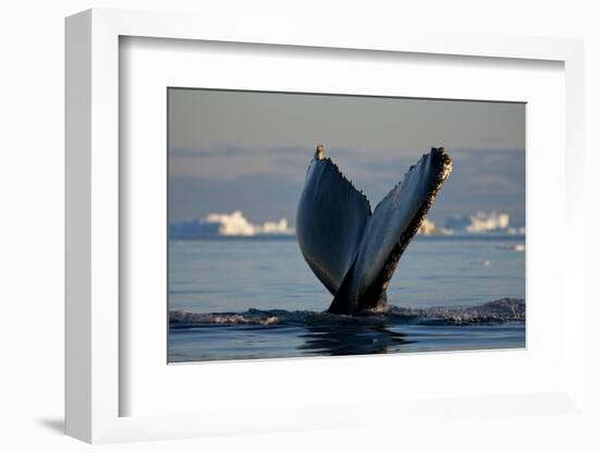 Humpback Whale in Disko Bay in Greenland-Paul Souders-Framed Photographic Print
