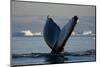 Humpback Whale in Disko Bay in Greenland-Paul Souders-Mounted Photographic Print